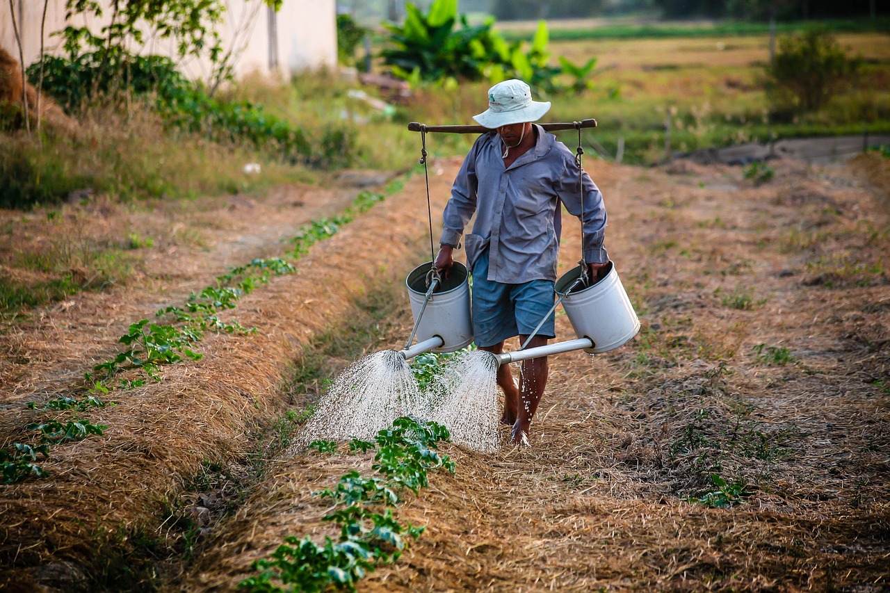 watering, watering can, man-1501209.jpg